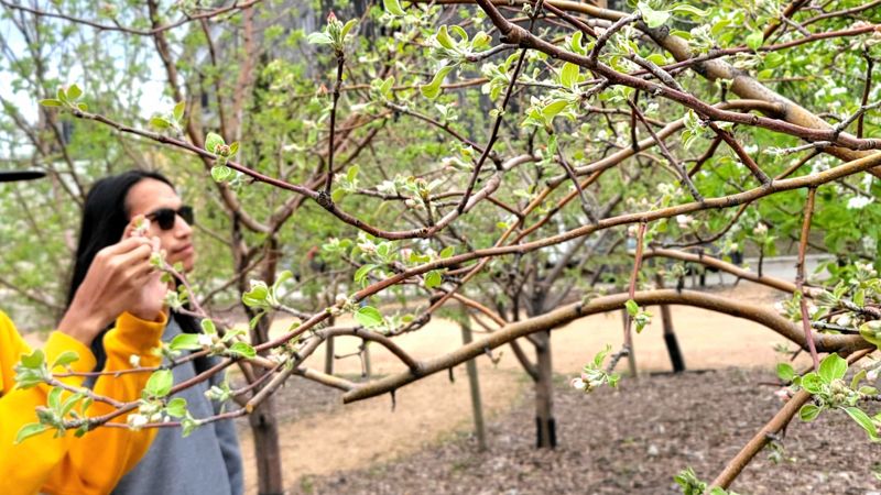 Public Orchard